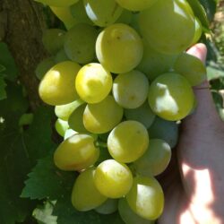 Виноград Мускат Диевский
