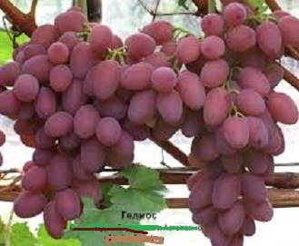 Гелиос