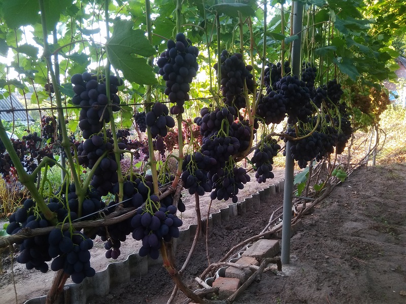 Виноград Каталония