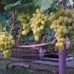 Виноград Ландыш