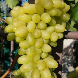 Виноград Памяти Смольникова
