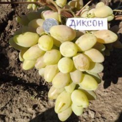 Диксон