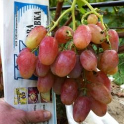 Катруся Каховская