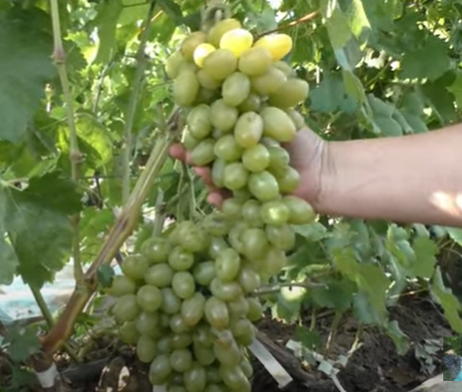 Виноград Иллария