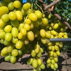 Виноград Иллария