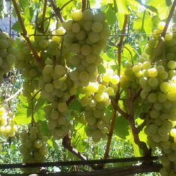 Виноград Кишинёвские зори
