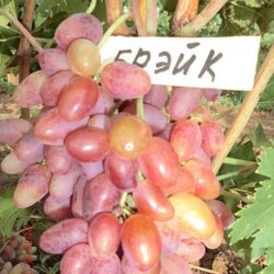 Виноград Брейк