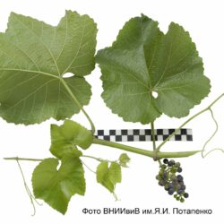 Виноград подвойный Презент