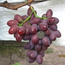 Виноград Фаэтон