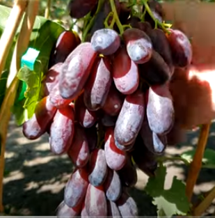 Виноград Красава
