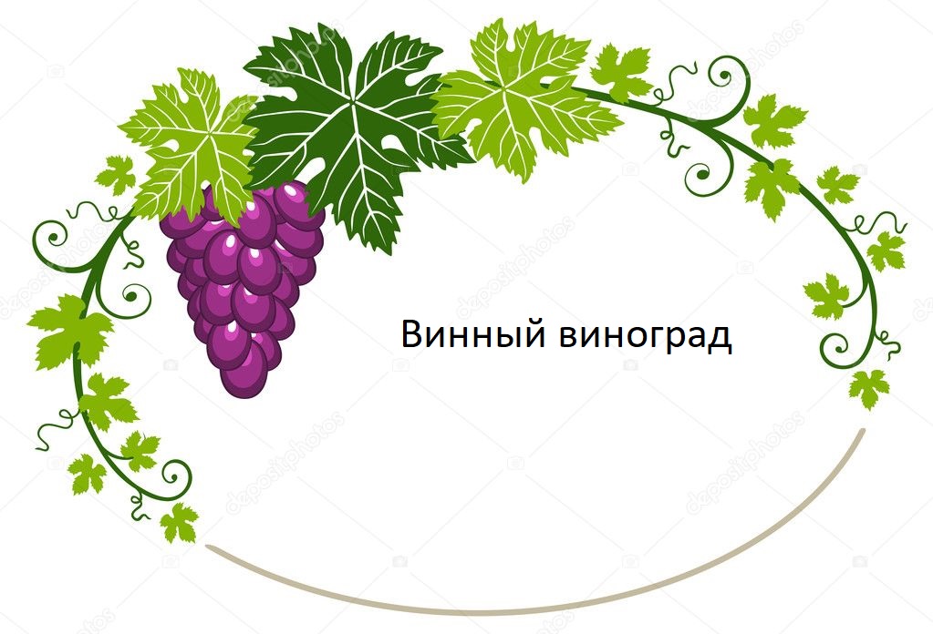 Винні технічні сорта винограда