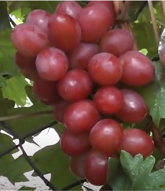 Мускат Хрустінка