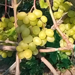 Виноград Красавчик