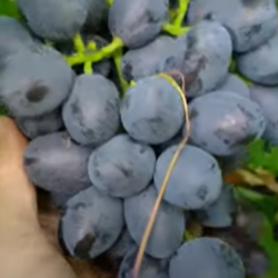 Виноград Сінай