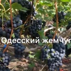 Виноград Одеський жемчуг