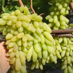 Виноград Ламборджині