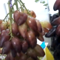Виноград Сірєнь