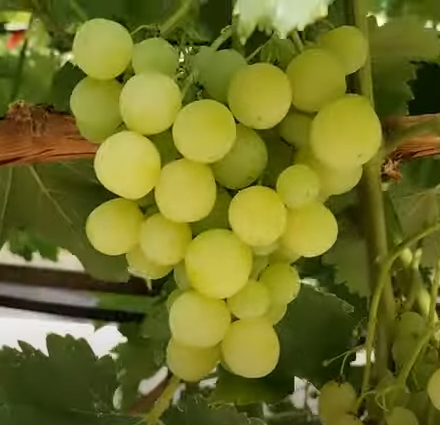 виноград Прайм сідліс