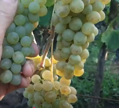 Виноград Іскорка