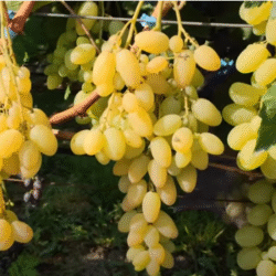 Виноград Біла акація