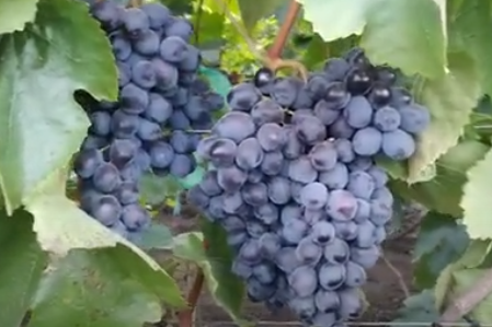 Виноград Мускат Ізюмський.