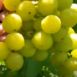 Виноград Прима України
