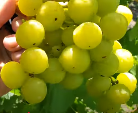 Виноград Прима України