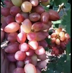 Виноград Софа