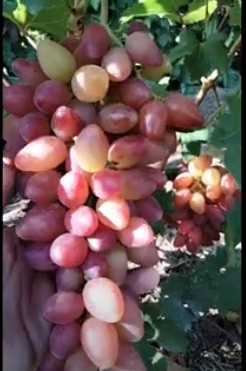 Виноград Софа