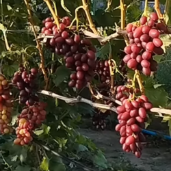 Виноград Шакіра