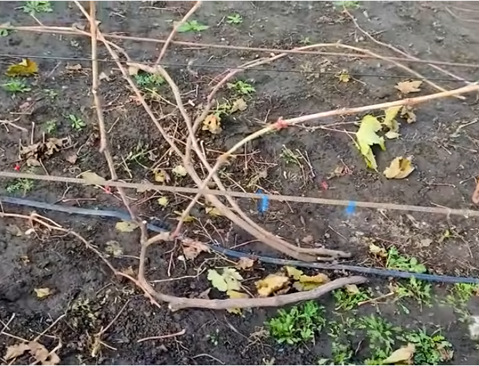 Обрізування винограду
